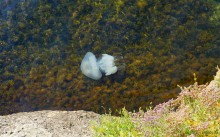 Прогулки по заповеднику на полуострове Казантип. По скалам и пляжам в обществе птиц и медуз
