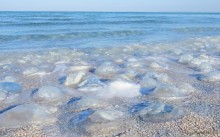 Прогулки по заповеднику на полуострове Казантип. По скалам и пляжам в обществе птиц и медуз