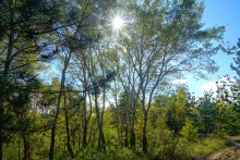 Осень в Бородиновском лесу