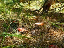 Осень в Бородиновском лесу