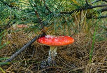 Осень в Бородиновском лесу