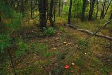 Осень в Бородиновском лесу