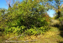 Осень в Бородиновском лесу