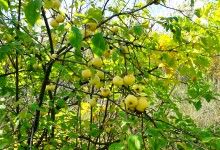 Осень в Бородиновском лесу