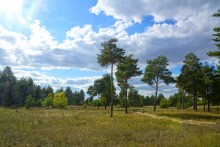 Осень в Бородиновском лесу