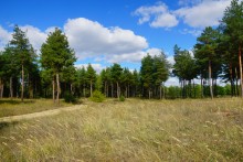 Осень в Бородиновском лесу