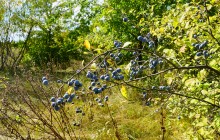 Осень в Бородиновском лесу