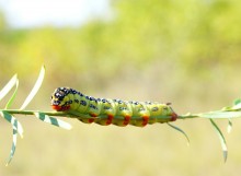 Осень в Бородиновском лесу