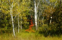 Осень в Бородиновском лесу