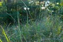 Осень в Бородиновском лесу