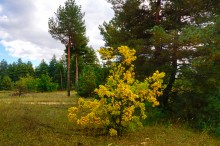 Осень в Бородиновском лесу