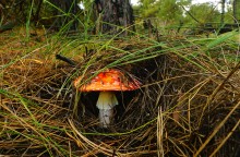 Осень в Бородиновском лесу