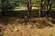 Осень в Бородиновском лесу