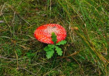 Осень в Бородиновском лесу