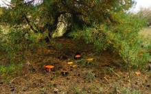 Осень в Бородиновском лесу