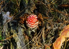 Осень в Бородиновском лесу