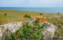Прогулки по Казантипу. Рассказ третий. Живые камни.