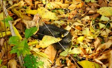 Осенняя прогулка по месту где сходятся Дон, Керчик и Аксай