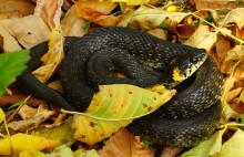 Осенняя прогулка по месту где сходятся Дон, Керчик и Аксай