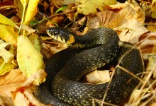 Осенняя прогулка по месту где сходятся Дон, Керчик и Аксай