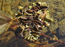 Поздняя осень на Золотом ерике