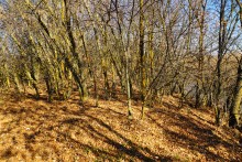 Поздняя осень на Золотом ерике