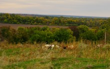 Старый, необычный дом на окраине хутора Чумаковского.