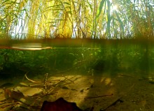 Осенний родник