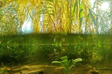 Осенний родник