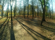 Осенние тени на опавшей листве