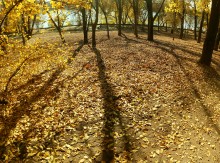 Осенние тени на опавшей листве