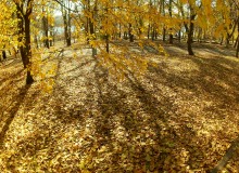 Осенние тени на опавшей листве