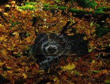 Подвесные или висячие мосты Донского края