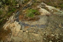 Цветная пластушка у хутора Чернышев на Кундрючьей