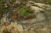 Цветная пластушка у хутора Чернышев на Кундрючьей