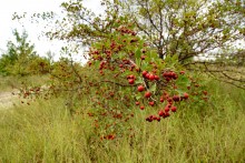 Песчаный ключ в долине Калитвы