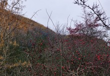 Ракушечные обрывы у хутора Александровка Аксайского района