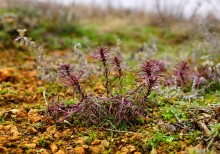 Ракушечные обрывы у хутора Александровка Аксайского района