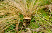 Ракушечные обрывы у хутора Александровка Аксайского района