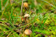 Ракушечные обрывы у хутора Александровка Аксайского района