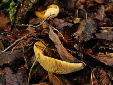 Ракушечные обрывы у хутора Александровка Аксайского района