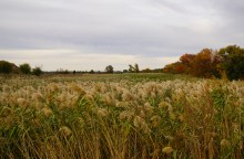 Тростник на Кундрючьей