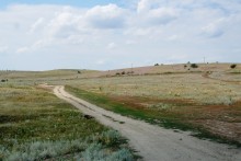 Сухоцвет однолетний в долине большого Калитвенца