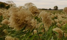 Тростник на Кундрючьей