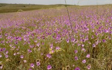 Сухоцвет однолетний в долине большого Калитвенца