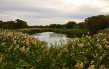 Тростник на Кундрючьей