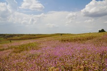 Сухоцвет однолетний в долине большого Калитвенца