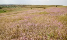 Сухоцвет однолетний в долине большого Калитвенца