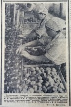 Сельское хозяйство Ростовской области на страницах газеты Молот