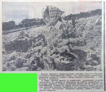 Сельское хозяйство Ростовской области на страницах газеты Молот